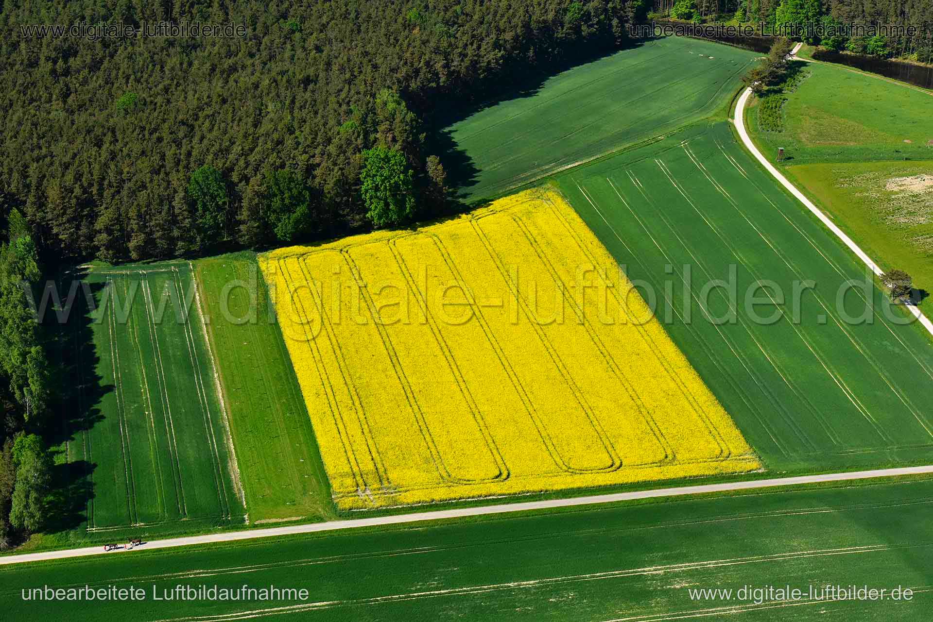 Titel: Rapsfeld, Bildnummer: n269390, Ort / Stadt: Erlangen, (Land)Kreis: kreisfreie Stadt Erlangen, Regierungsbezirk: Mittelfranken, Bundesland: Bayern, Aufnahmedatum: 06.05.2018, Schlagwörter: Luftbild, Luftbilder, Luftbildfotografie, Luftaufnahme, Luftbildaufnahme, Luftfoto, Vogelperspektive, Vogelansicht, Deutschland, Schräg- und Senkrecht-Luftaufnahmen, Orthofotografie, Rapsfeld bei Erlangen, Raps, Landwirtschaft, Acker, Äcker, Anbau, Rapsöl, Rapsfeld, Monat: Mai, Jahreszeit: Sommer, Tagesz